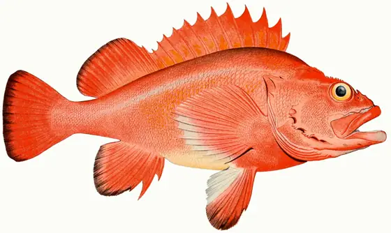 Rockfish Là Cá Gì