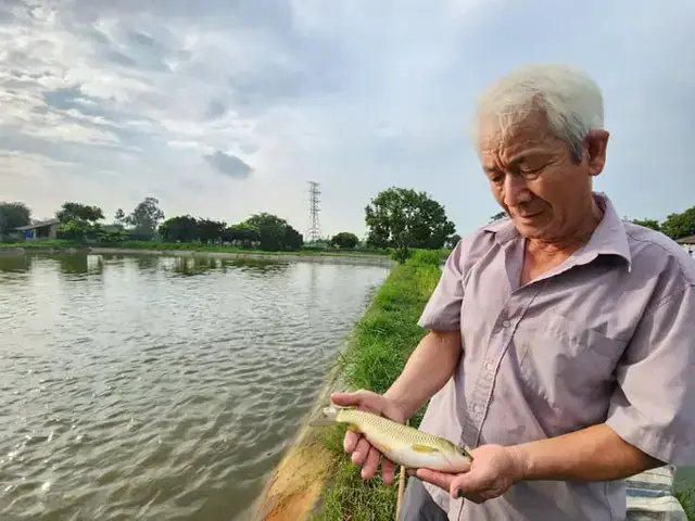 Rong Bèo Nuôi Cá