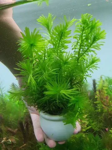 Rong Cho Hồ Cá