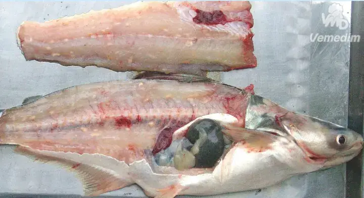 Sán Gạo Ở Cá