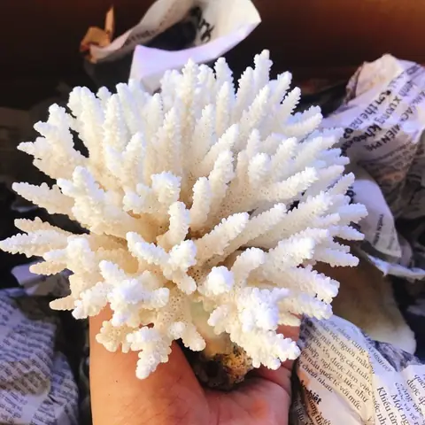 San Hô Trang Trí Hồ Cá