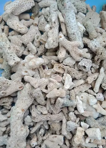 San Hô Vụn Cho Bể Cá