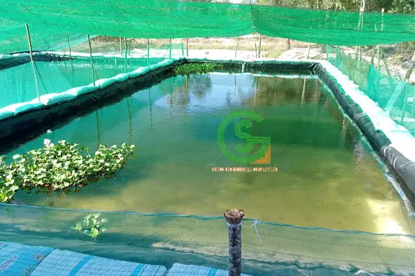 Sản Xuất Giống Cá Bống Dừa