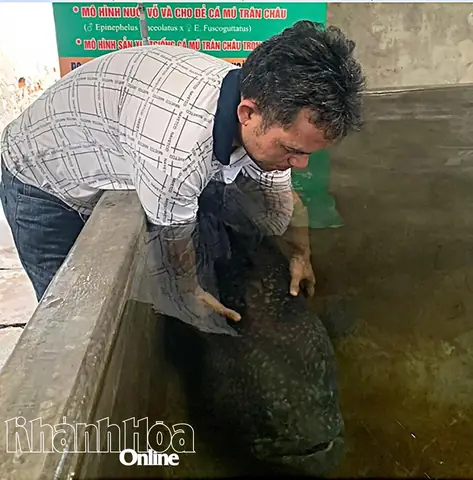 Sản Xuất Giống Cá Mú Trân Châu