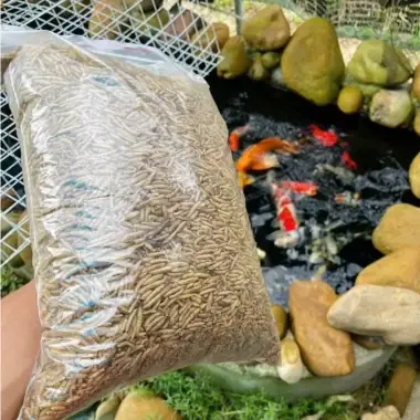 Sâu Cho Cá Rồng
