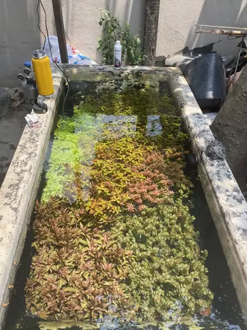 Setup Bể Cá Ngoài Trời