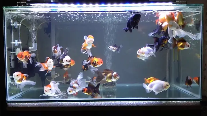 Setup Bể Cá Ranchu