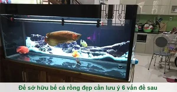 Setup Bể Cá Rồng