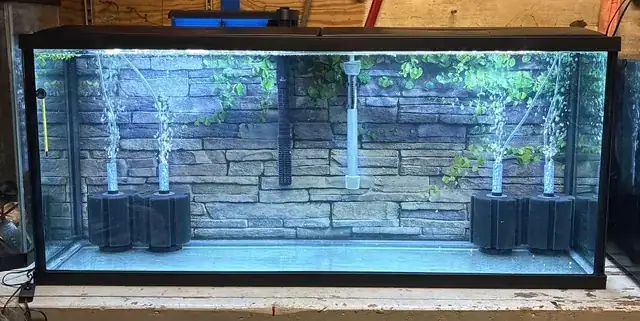 Setup Bể Nuôi Cá Vàng