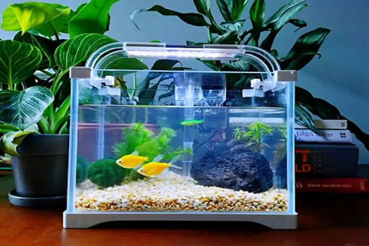 Setup Hồ Cá Đẹp