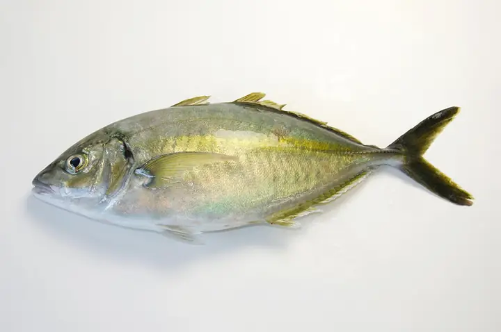 Shima Aji Là Cá Gì