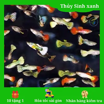 Shop Bán Cá Bảy Màu