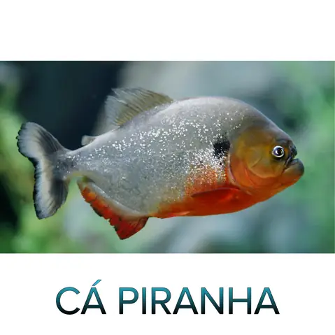 Shop Bán Cá Săn Mồi