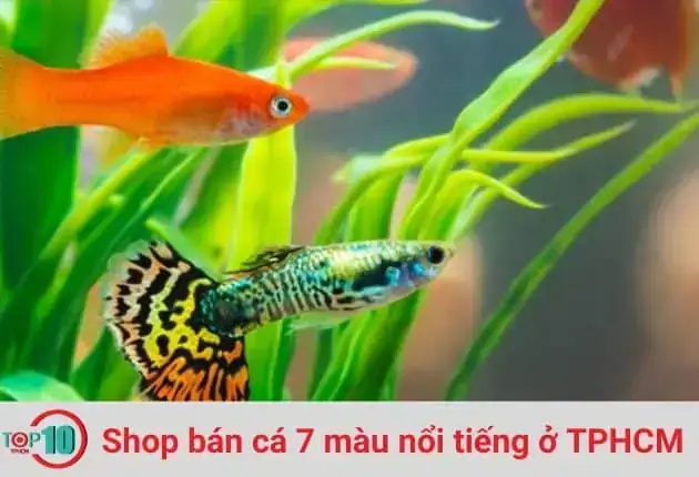 Shop Cá 7 Màu Tphcm
