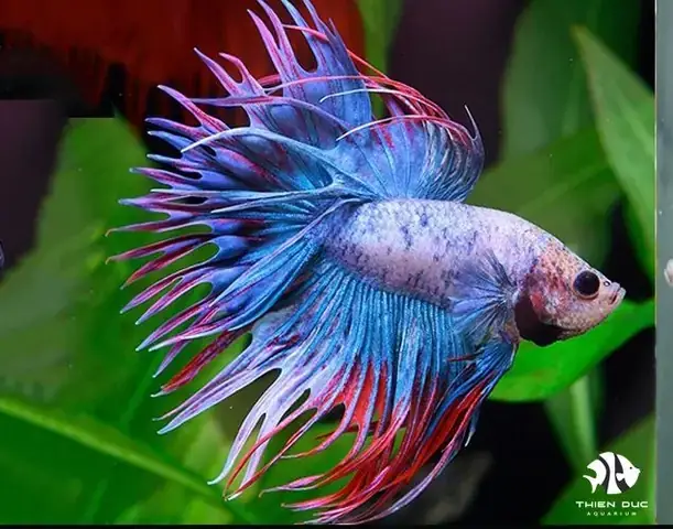 Shop Cá Betta Đà Nẵng