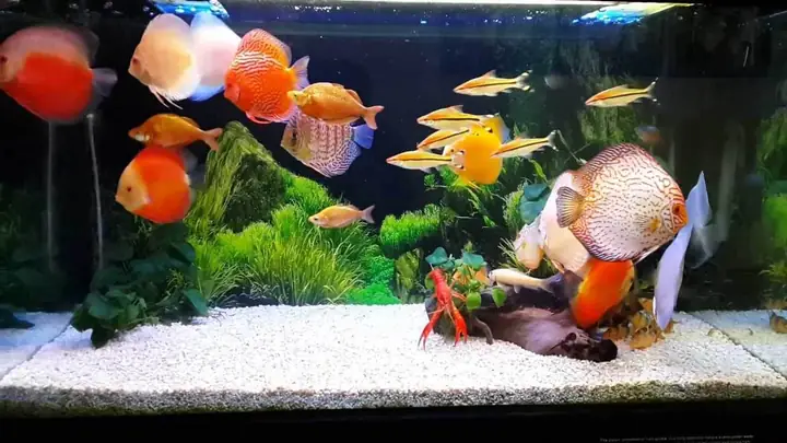 Shop Cá Cảnh Bình Dương