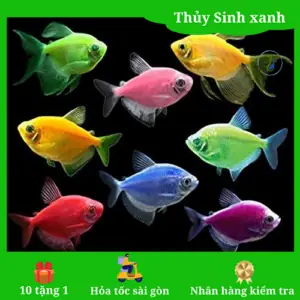 Shop Cá Thủy Sinh