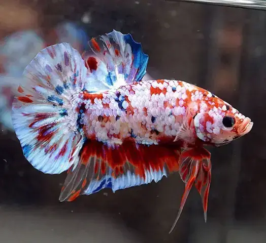 Sơ Đồ Lai Tạo Cá Betta