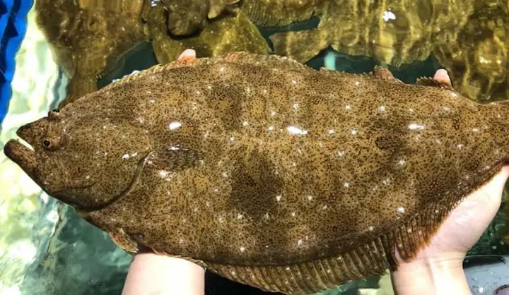 Sole Fish Là Cá Gì