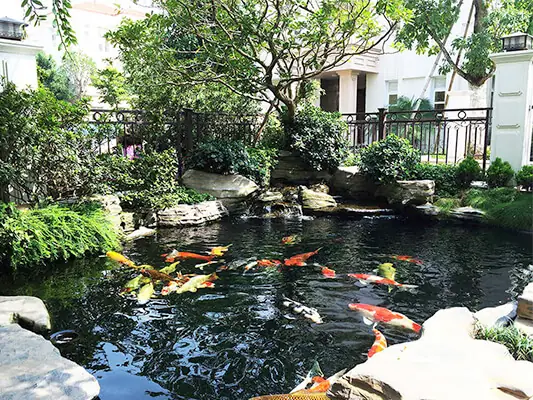 Sơn Chống Rêu Hồ Cá