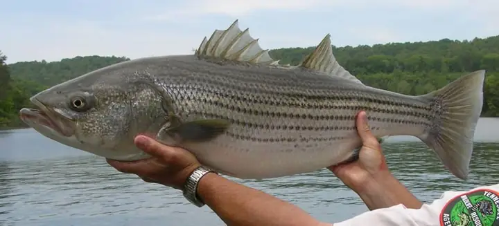 Striped Bass Là Cá Gì