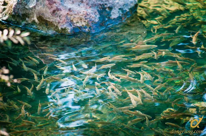 Suối Cá Bản Bướt
