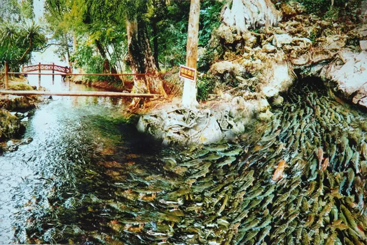 Suối Cá Thần Sầm Sơn