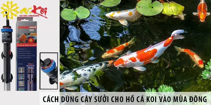 Sưởi Hồ Cá Koi