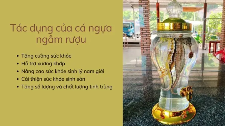 Tác Dụng Cá Ngựa Ngâm Rượu
