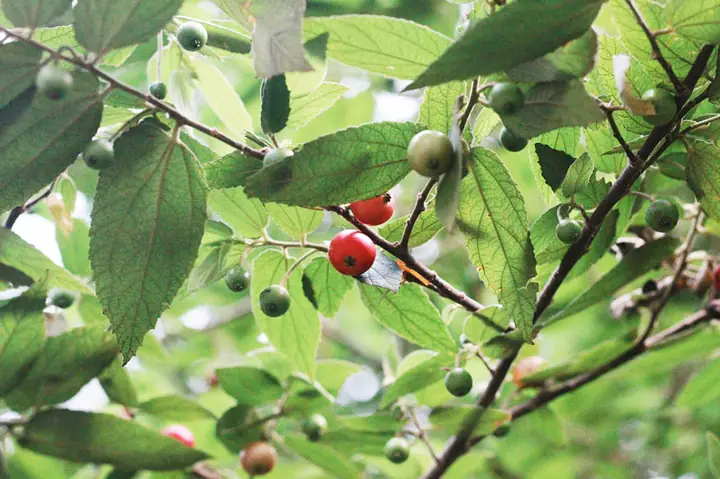 Tác Dụng Trứng Cá