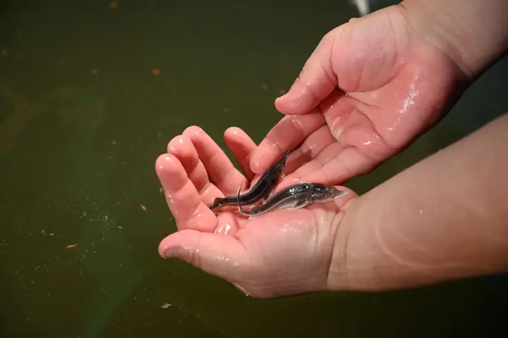 Tắm Muối Cho Cá