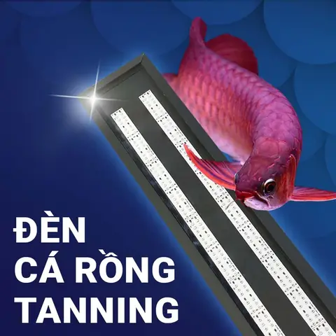 Tanning Cá Rồng Là Gì