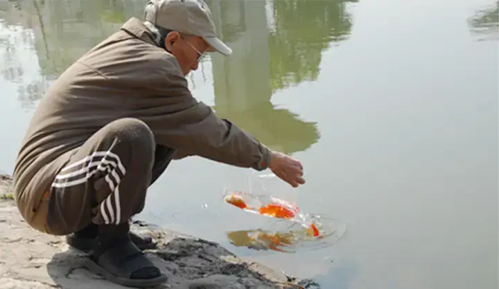 Thả Cá Phóng Sanh Ở Đâu