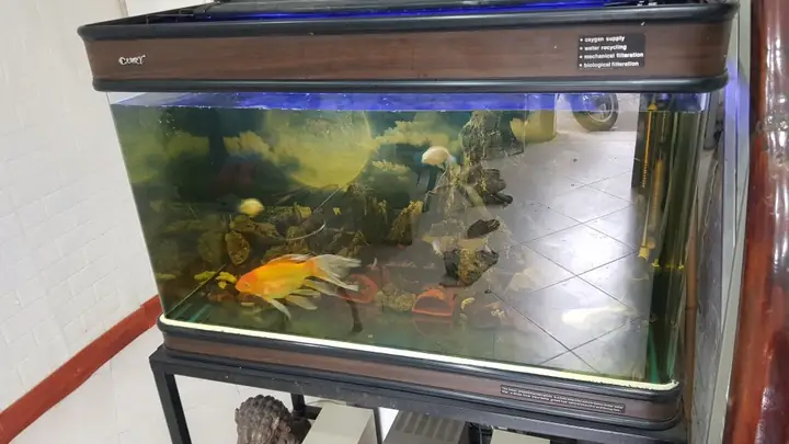 Thanh Lý Bể Cá Đúc