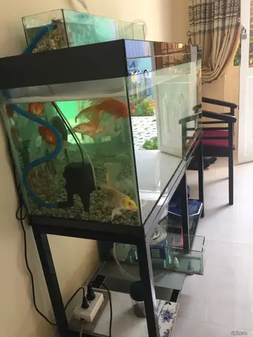 Thanh Lý Be Cá Tp Vinh
