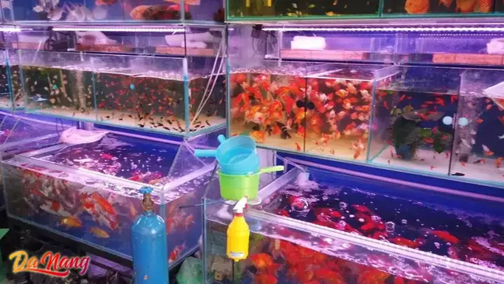 Thanh Lý Hồ Cá Đà Nẵng