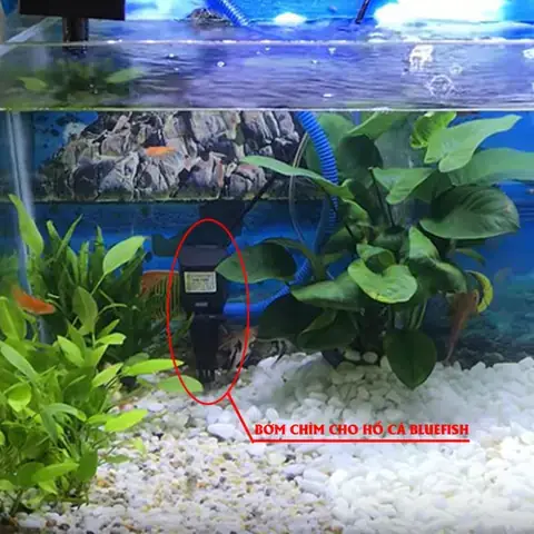 Thanh Lý Máy Bơm Hồ Cá