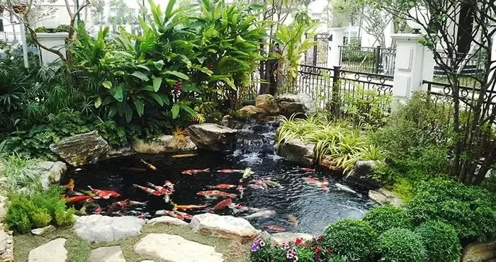 Thi Công Hệ Thống Lọc Hồ Cá Koi