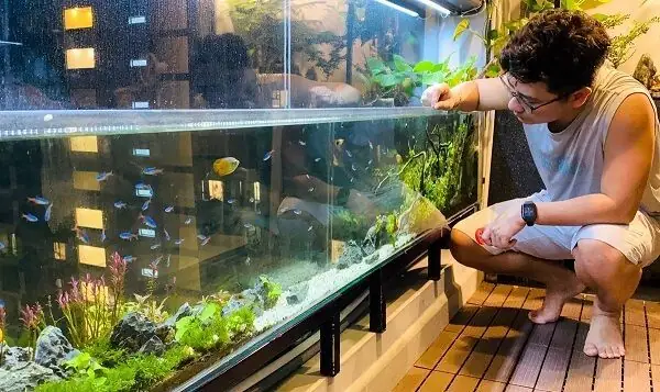 Thiết Kế Bể Cá Cảnh Trong Nhà