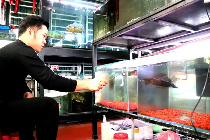 Thú Chơi Cá Cảnh