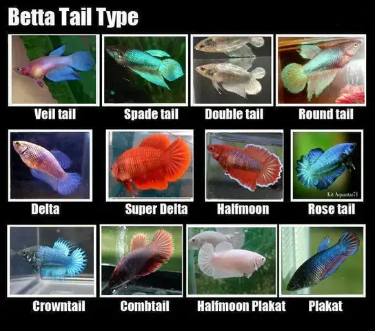 Thu Mua Cá Betta