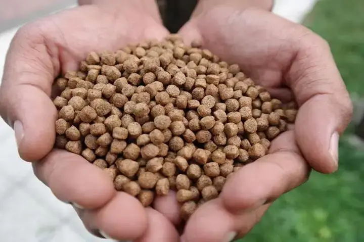 Thức Ăn Cá Rô Đầu Nhím