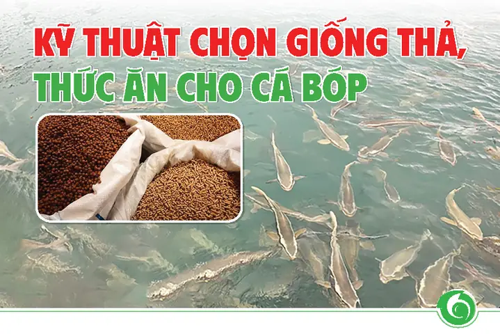 Thức Ăn Cho Cá Giống