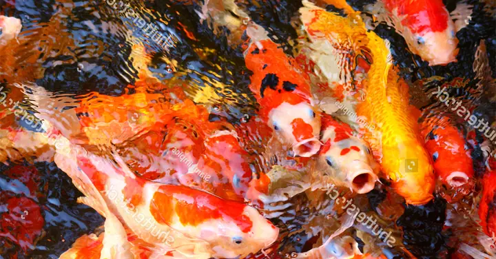 Thức An Cho Cá Koi Nhanh Lớn Thức An Cho Cá Koi Nhanh Lớn