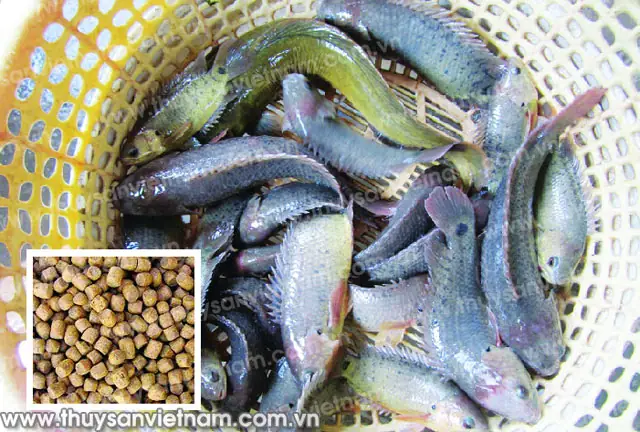 Thức Ăn Cho Cá Rô Đồng