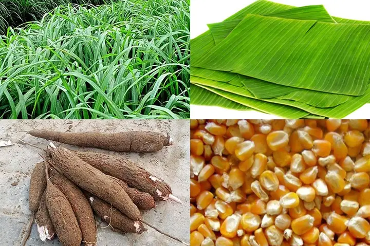 Thức Ăn Tự Nhiên Cho Cá