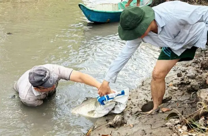 Thuốc Cá Là Gì