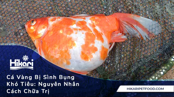 Thuốc Chữa Sình Bụng Cho Cá