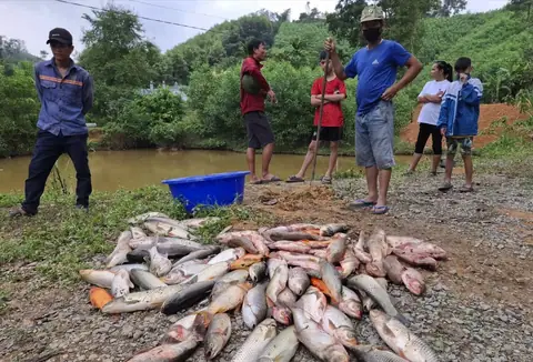Thuốc Độc Với Cá