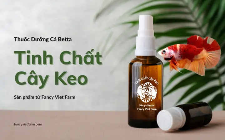 Thuốc Dưỡng Cá Betta